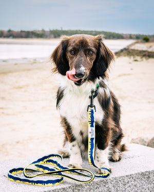 A dog sitting and wearing a leash